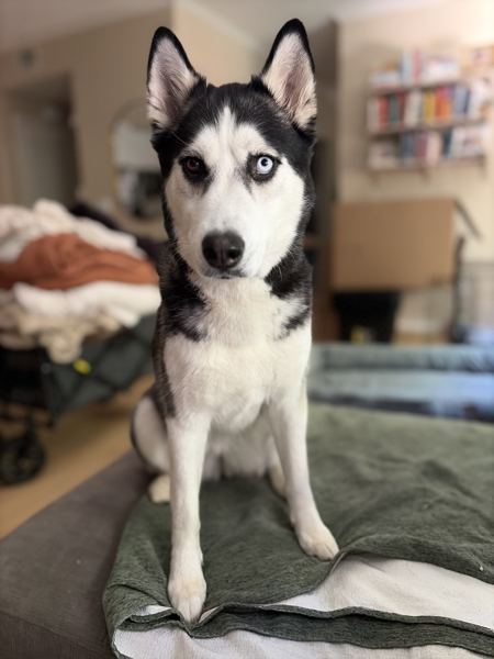 A blue-eyed husky sitting politely