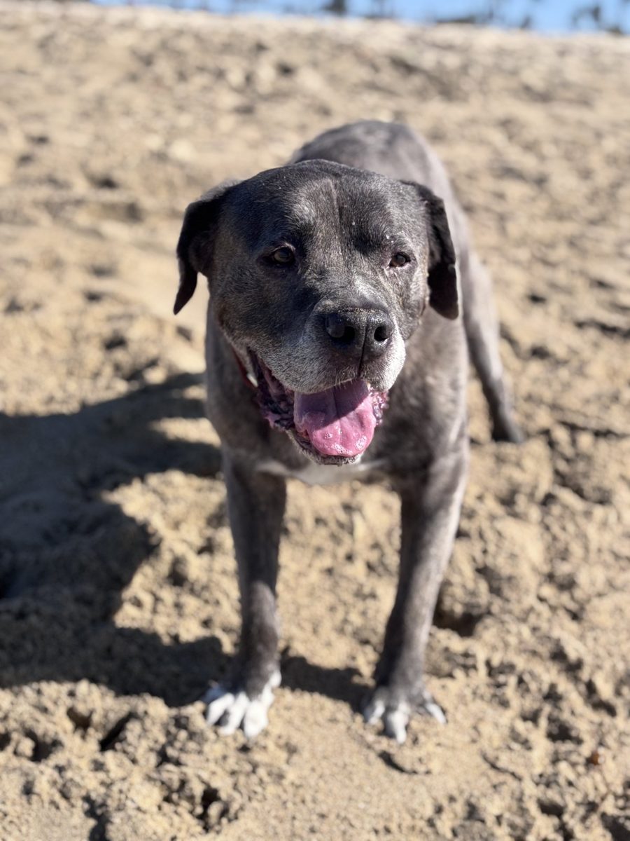 Rocky, Candace's beloved soul dog
